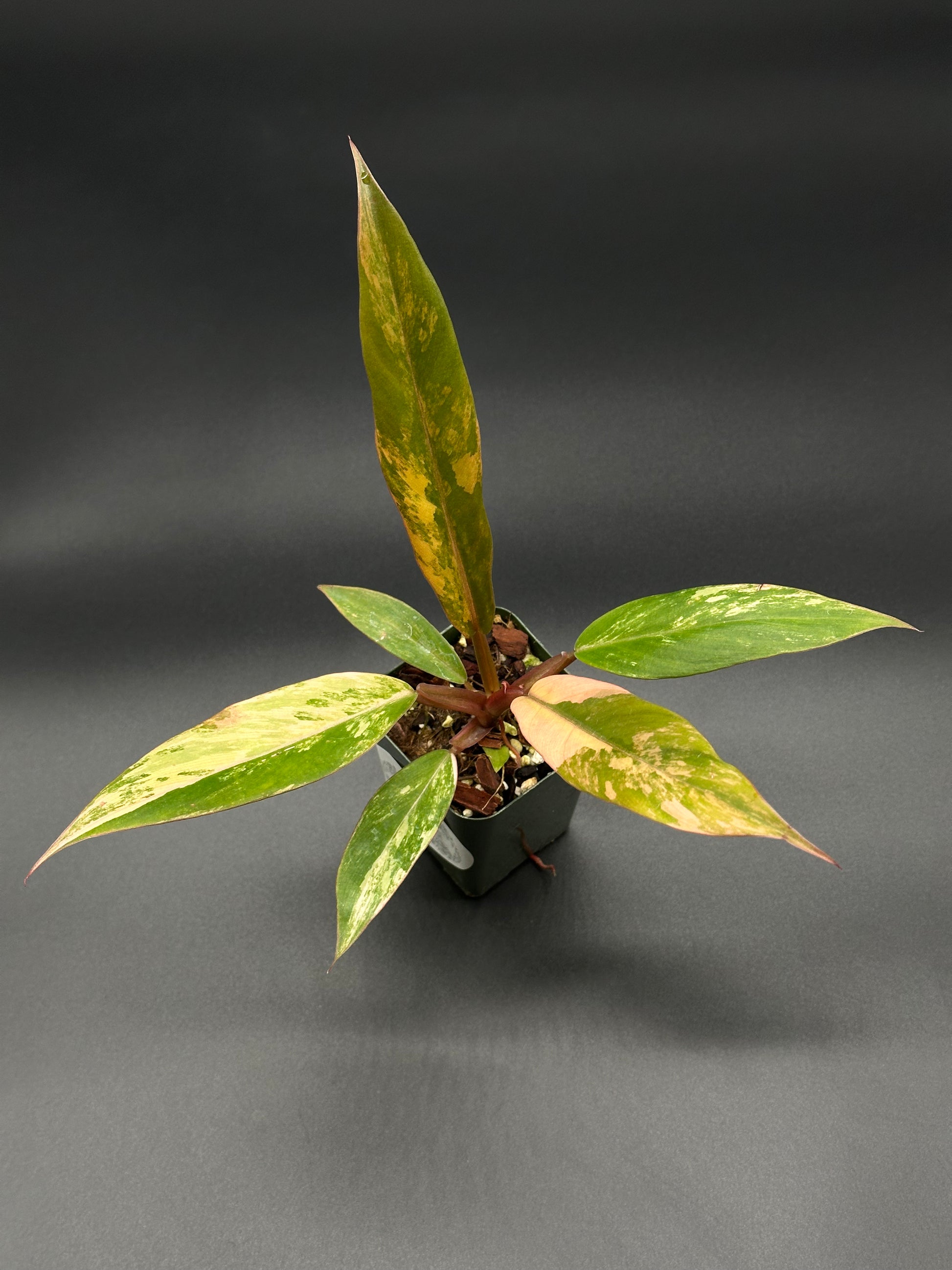 Philodendron 'Caramel Marble' (213W26) in a 2.5-inch pot, showcasing its distinctive variegated leaves with serrated edges, characteristic of this South American plant.