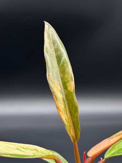 Philodendron 'Caramel Marble' (213W26) close-up showing detailed leaf variegation and serrated edges, emphasizing its unique foliage structure.