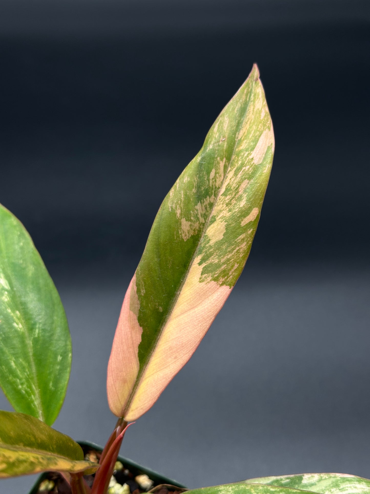 Philodendron 'Caramel Marble' in a 2.5-inch pot, showcasing close-up view of its slender, serrated leaves with unique variegated patterns.