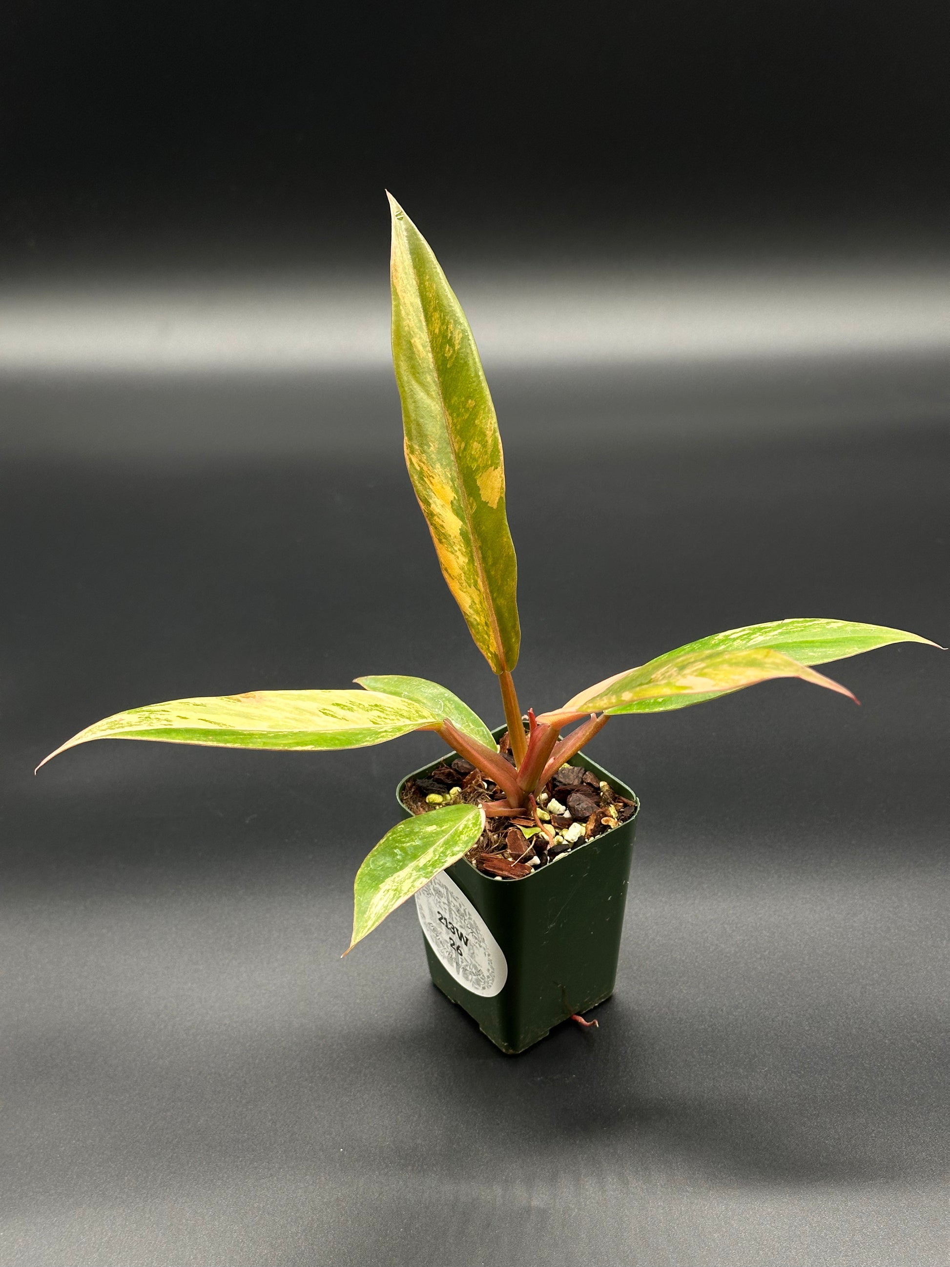 Philodendron 'Caramel Marble' in a 2.5-inch pot, featuring variegated slender leaves with serrated edges, displayed as a houseplant.