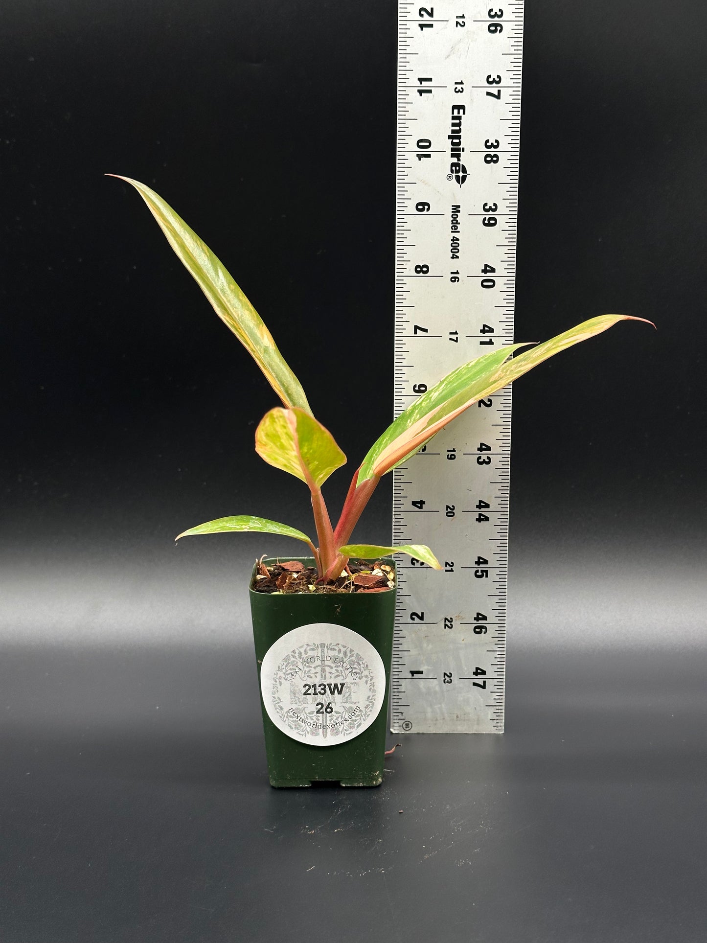 Philodendron 'Caramel Marble' in a 2.5-inch pot, shown with a ruler for scale, highlighting its distinctive variegated leaves.