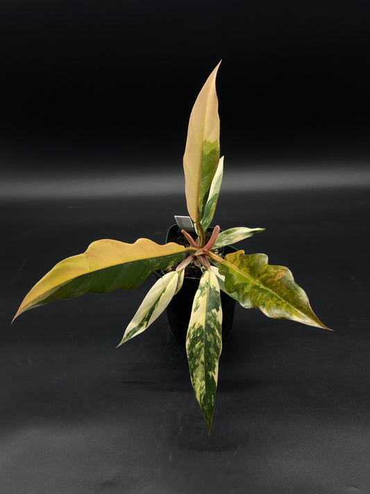 Philodendron 'Caramel Marble' (508W11) in a 2.5-inch pot, showcasing large, slender leaves with deep serrated edges and varied variegation.