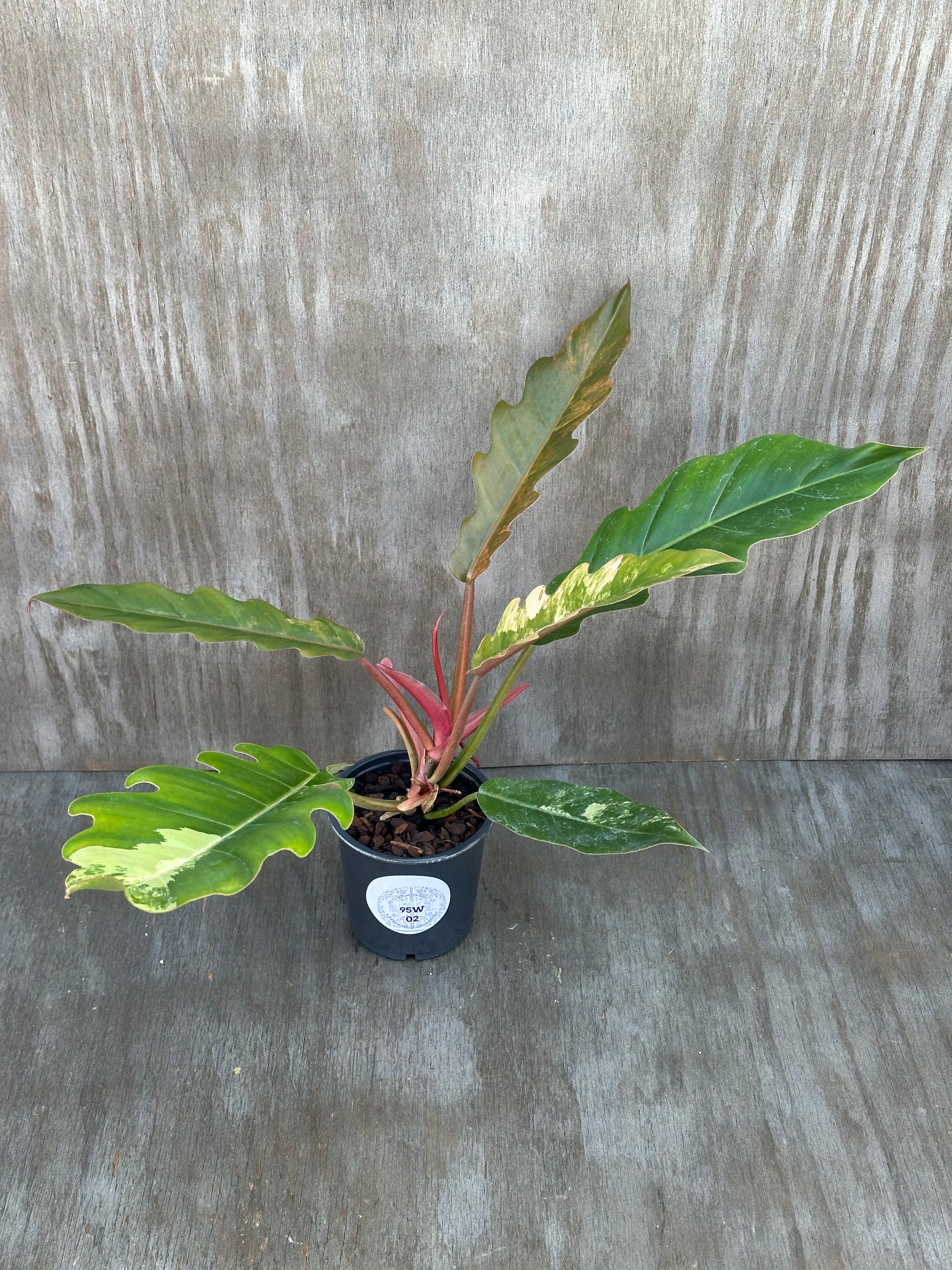 Philodendron 'Caramel Marble' (95W02) in a 5-inch pot, featuring large, slender leaves with deep serrated edges and variegation.