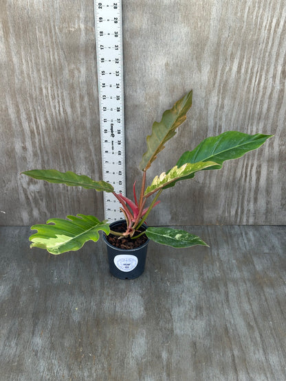 Philodendron 'Caramel Marble' (95W02) in a 5-inch pot, showcasing six large, slender leaves with deep serrated edges and variegated patterns.