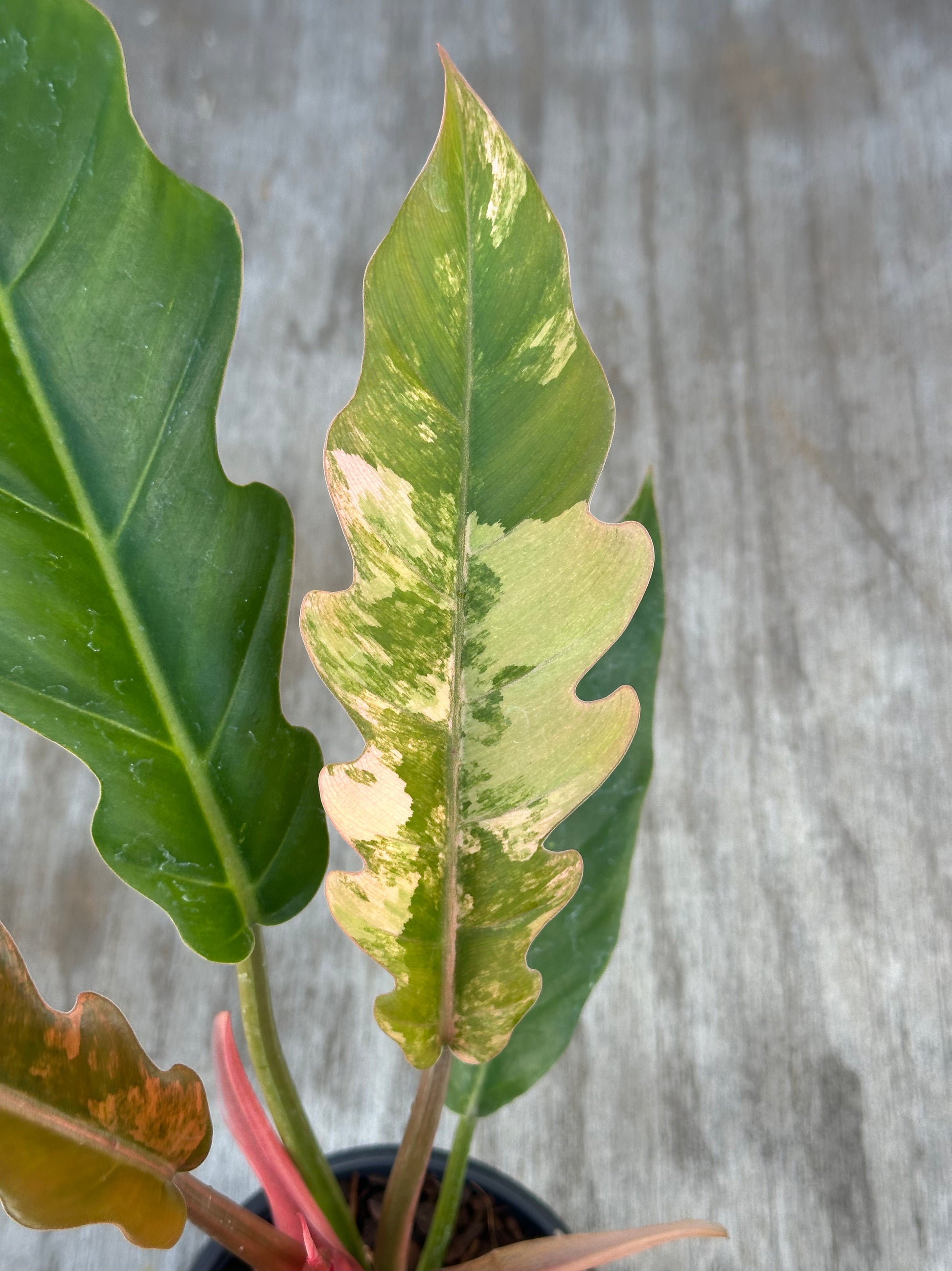 Philodendron 'Caramel Marble' (95W02) close-up showing its large, serrated leaves with distinct variegation patterns.