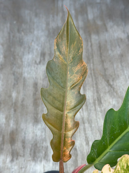 Philodendron 'Caramel Marble' (95W02) showcasing a close-up of a large, serrated leaf with intricate variegation, growing in a 5-inch pot.