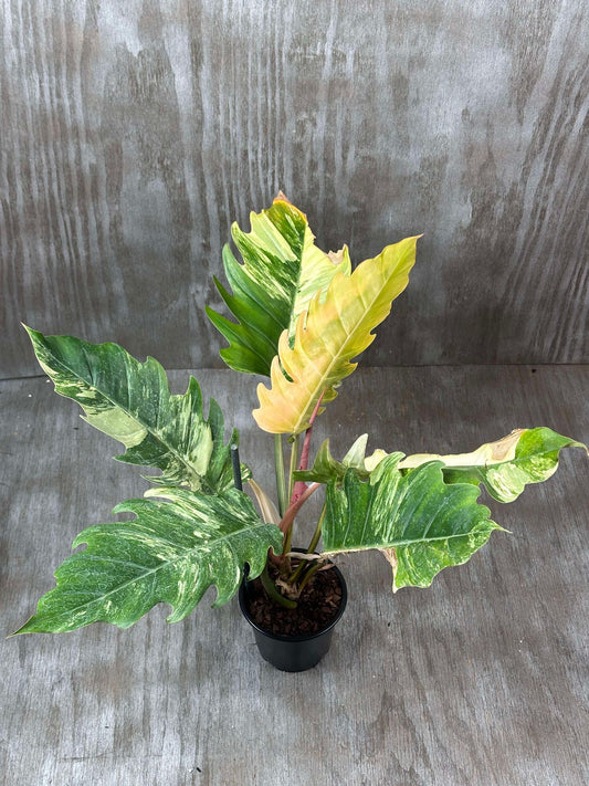 Philodendron Caramel Marble (PCM1) 🌱 in a 5-inch pot, showcasing its distinct large, slender leaves with deep serrated edges.