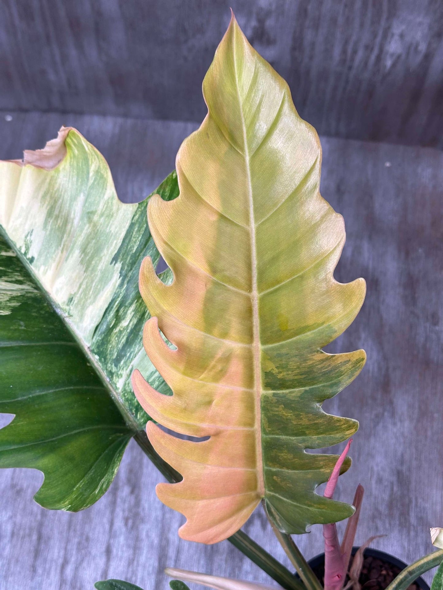 Philodendron Caramel Marble (PCM1) 🌱 - close-up of a large, serrated leaf showcasing its unique variegation patterns in a 5-inch pot.