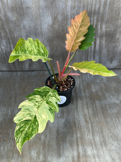 Philodendron 'Caramel Marble' (926W03) in a 5-inch pot, showcasing its large, slender, variegated leaves with serrated edges.