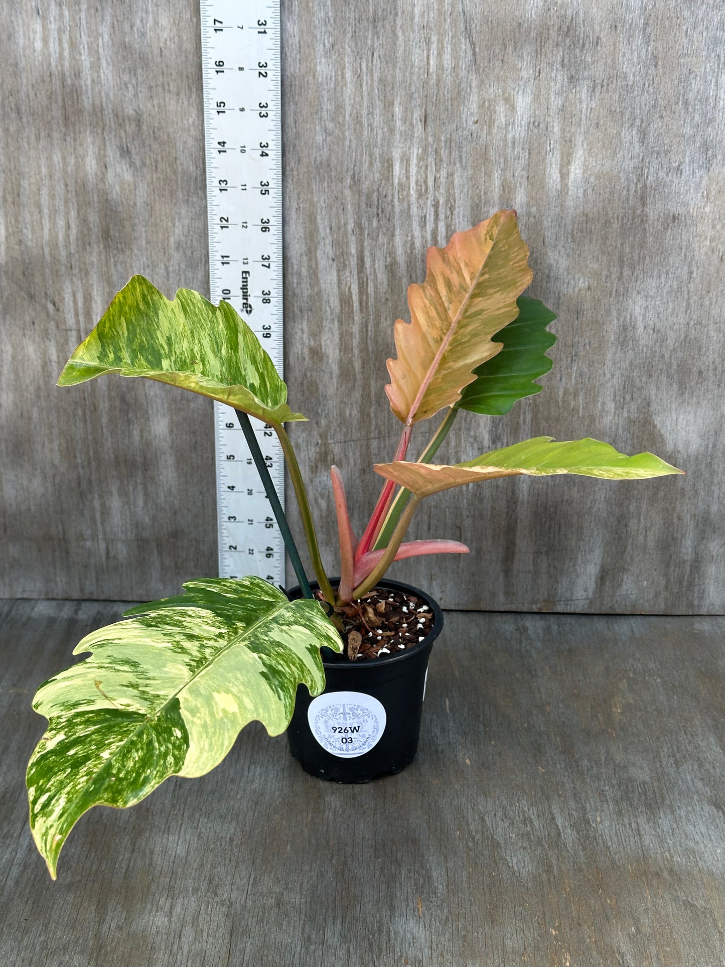 Philodendron 'Caramel Marble' (926W03) in a 5-inch pot, showcasing its variegated leaves with distinctive serrated edges.