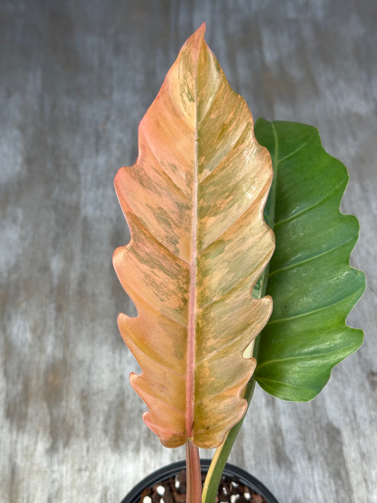 Philodendron 'Caramel Marble' (926W03) in a 5-inch pot, showcasing large, variegated leaves with serrated edges, transitioning from caramel brown to dark green.