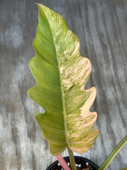 Philodendron 'Caramel Marble' (926W03) close-up showing large, slender leaf with deep serrations, highlighting its unique variegation and intricate foliage details.