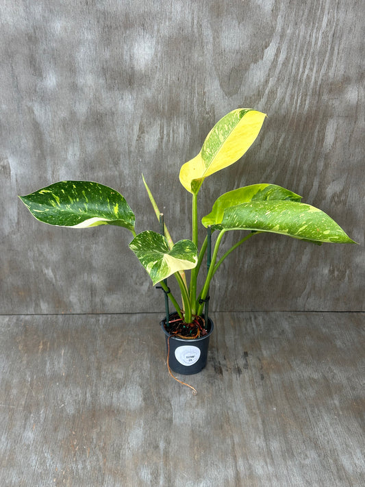 Philodendron Congo Hybrid 'Nuclear' Variegated (117W01) in a 4 pot, showcasing four green leaves with distinct variegation, displayed on a wooden surface.