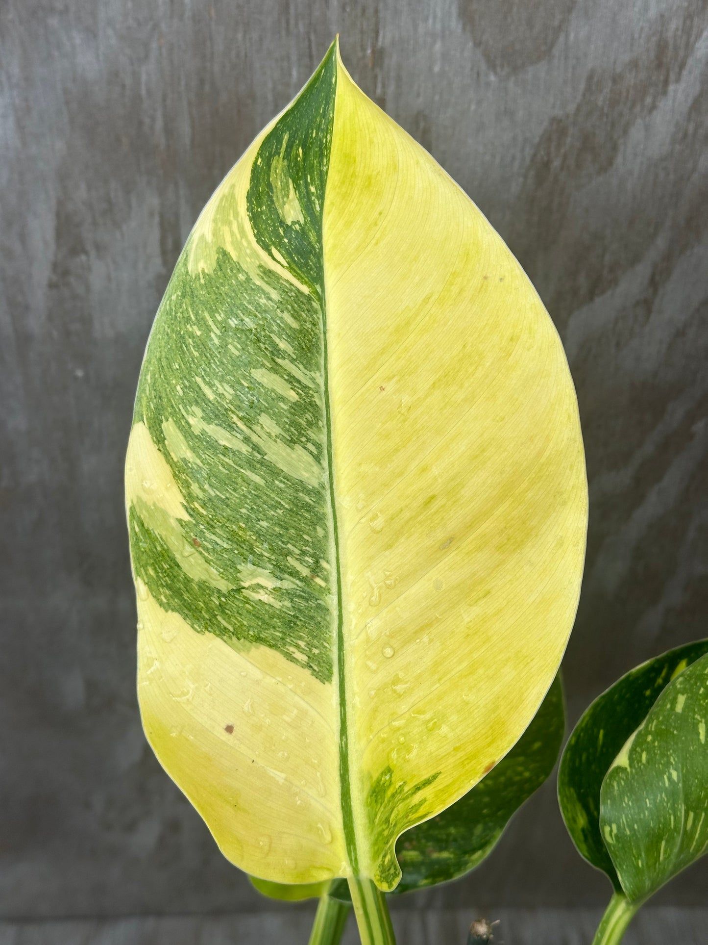 Philodendron Congo Hybrid 'Nuclear' Variegated (117W01) showcasing a close-up of its green, variegated leaf, emphasizing the plant's lush, tropical appearance.