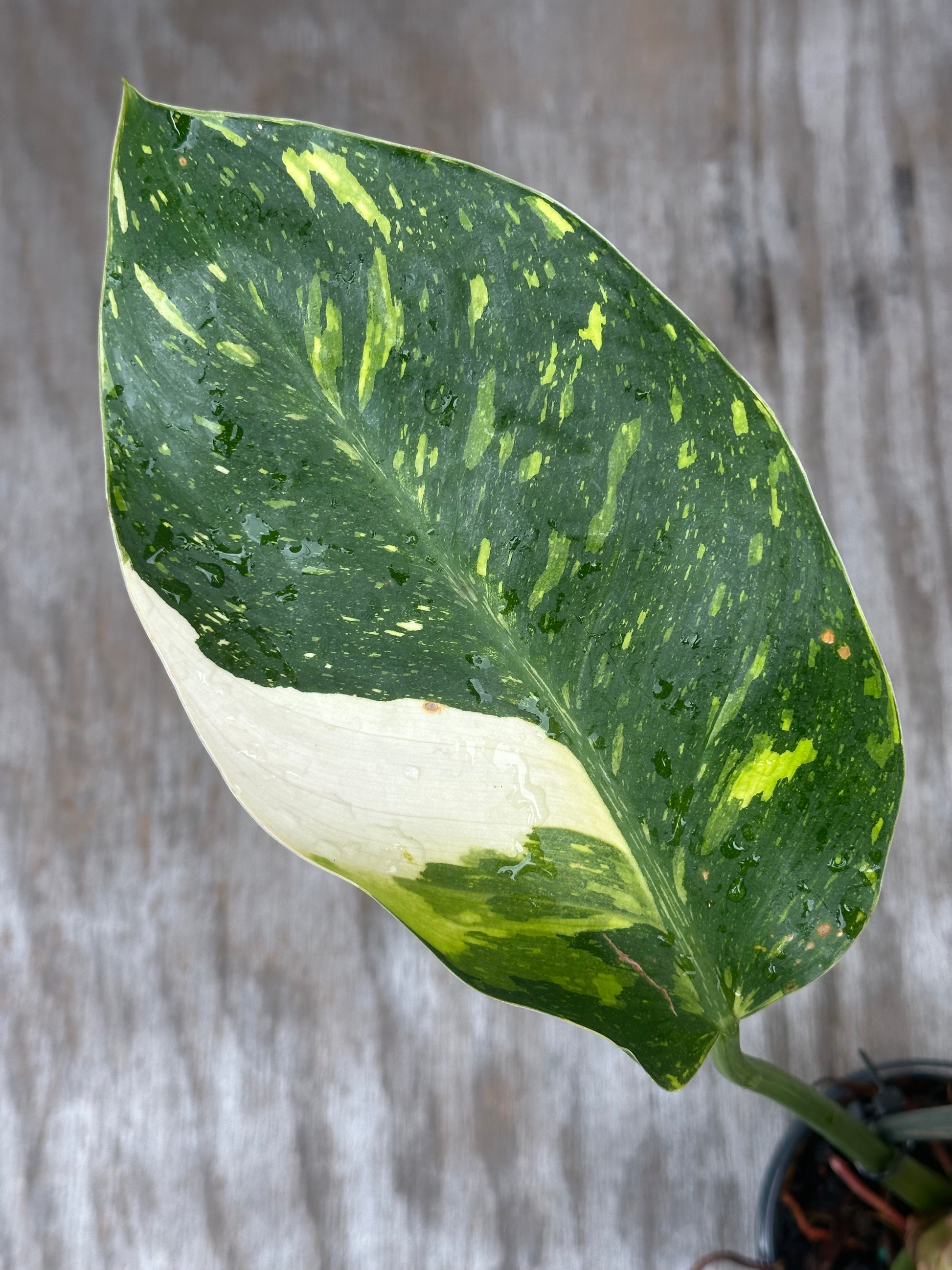 Philodendron Congo Hybrid 'Nuclear' Variegated in a 4 pot, showcasing lush, fully rooted leaves with striking variegation, perfect for rare plant enthusiasts.