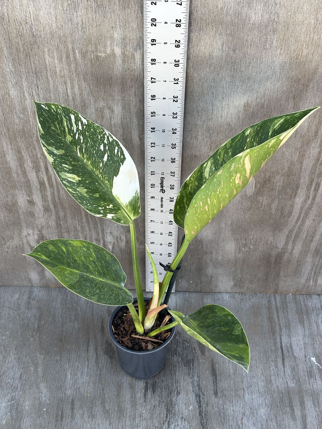 Philodendron Congo Hybrid 'Nuclear' (815W17) in a pot, with a white ruler beside it for scale, showcasing its detailed leaves.