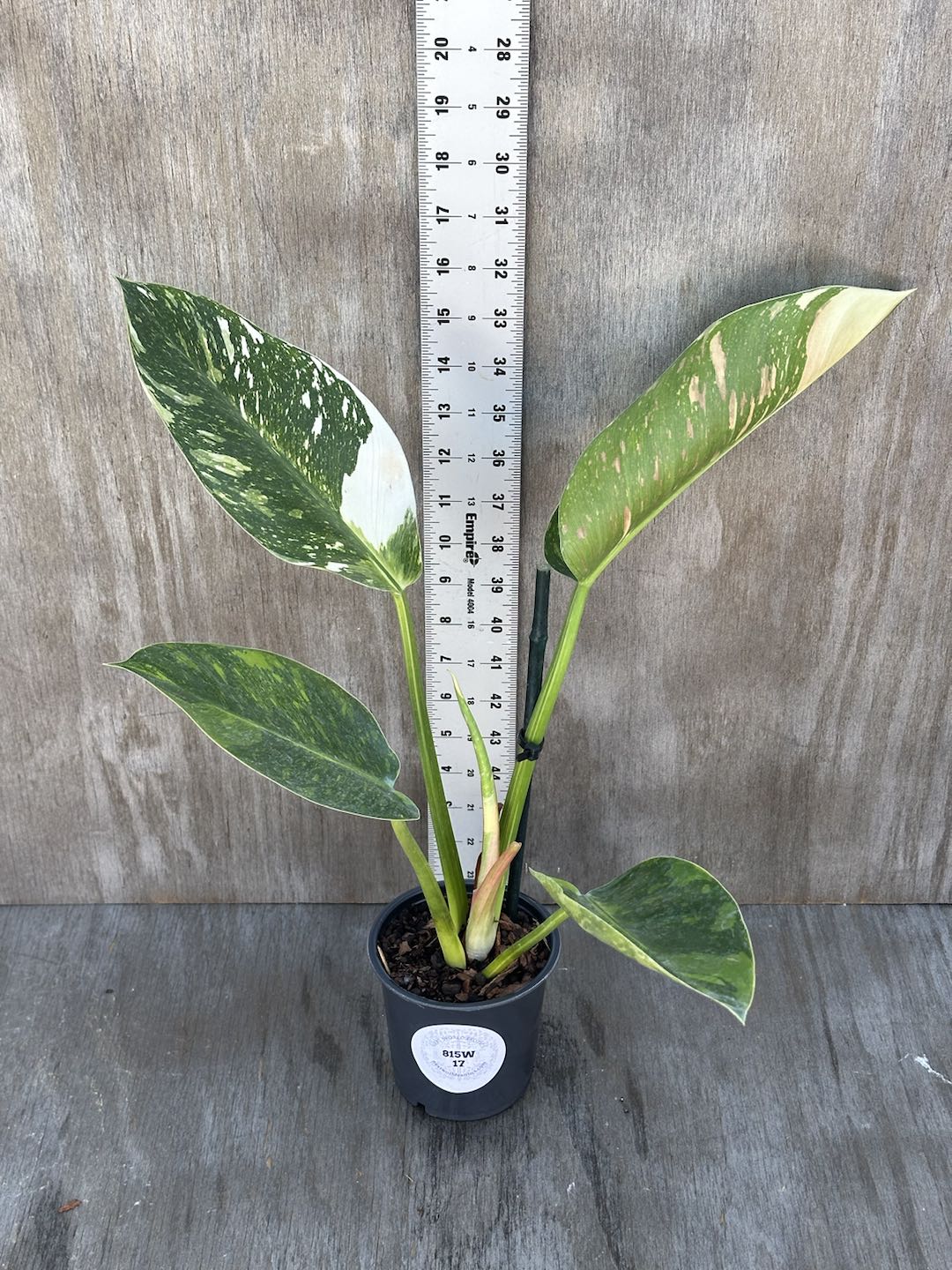 Philodendron Congo Hybrid 'Nuclear' (815W17) in a pot, shown with a ruler for size reference, highlighting close-up details of its variegated leaves.