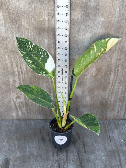 Philodendron Congo Hybrid 'Nuclear' (815W17) in a pot, shown with a ruler for size reference, highlighting close-up details of its variegated leaves.