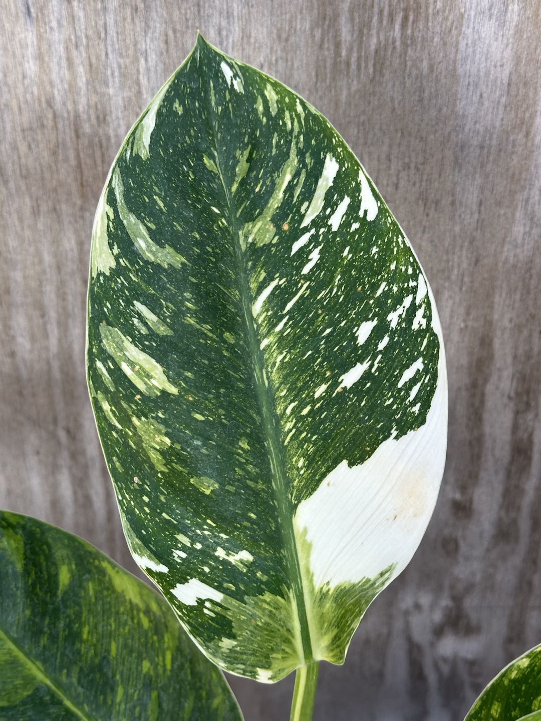 Close-up of a Philodendron Congo Hybrid 'Nuclear' (815W17) leaf, showcasing its detailed texture and healthy green appearance.