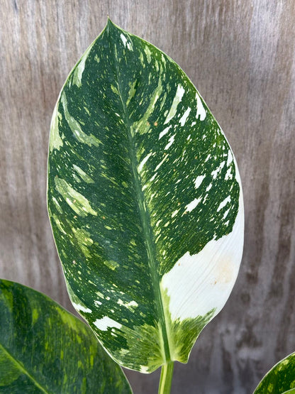 Close-up of a Philodendron Congo Hybrid 'Nuclear' (815W17) leaf, showcasing its detailed texture and healthy green appearance.