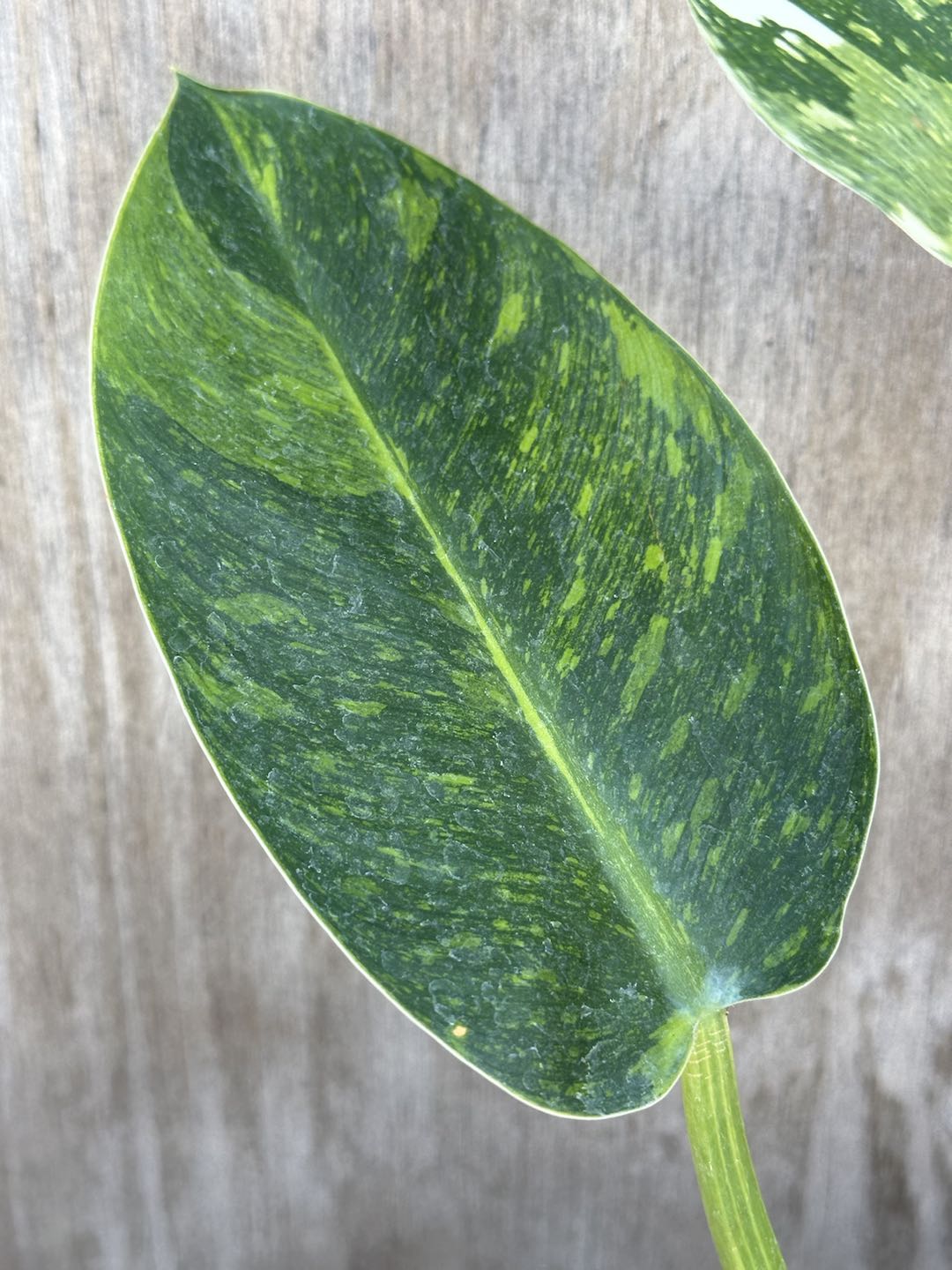 Philodendron Congo Hybrid 'Nuclear' (815W17) close-up showing intricate leaf patterns and green stem.