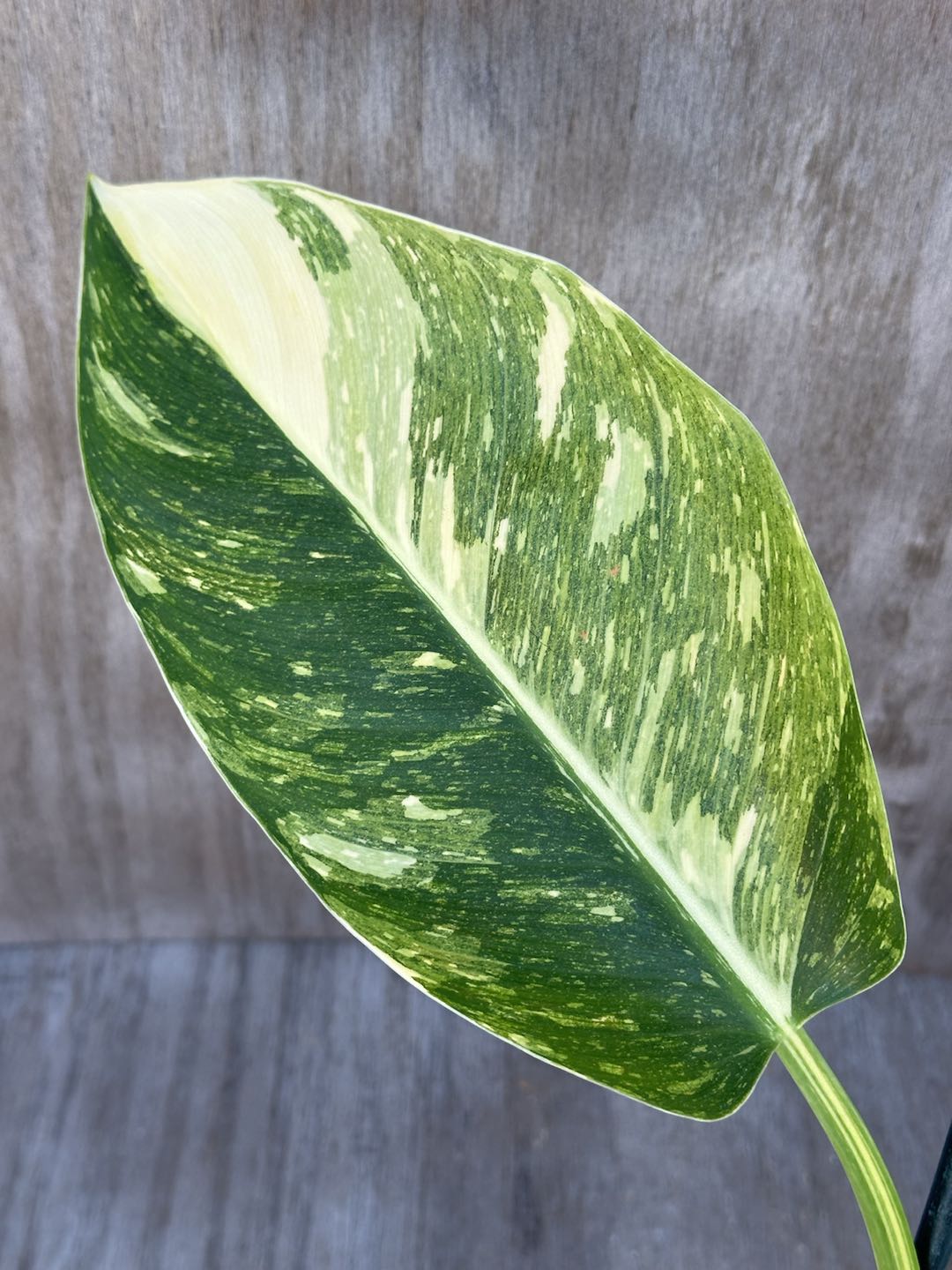 Close-up of a Philodendron Congo Hybrid 'Nuclear' (815W17) leaf, showcasing its lush green foliage and prominent veins.