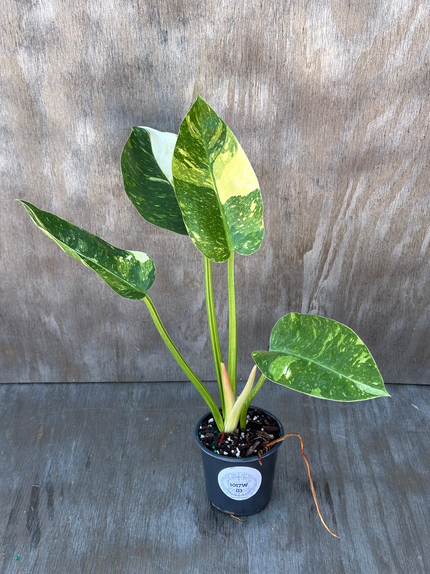 Philodendron Congo Hybrid 'Nuclear' Variegated in a 4 pot, featuring four fully rooted leaves with stunning variegation, ideal for exotic houseplant enthusiasts.