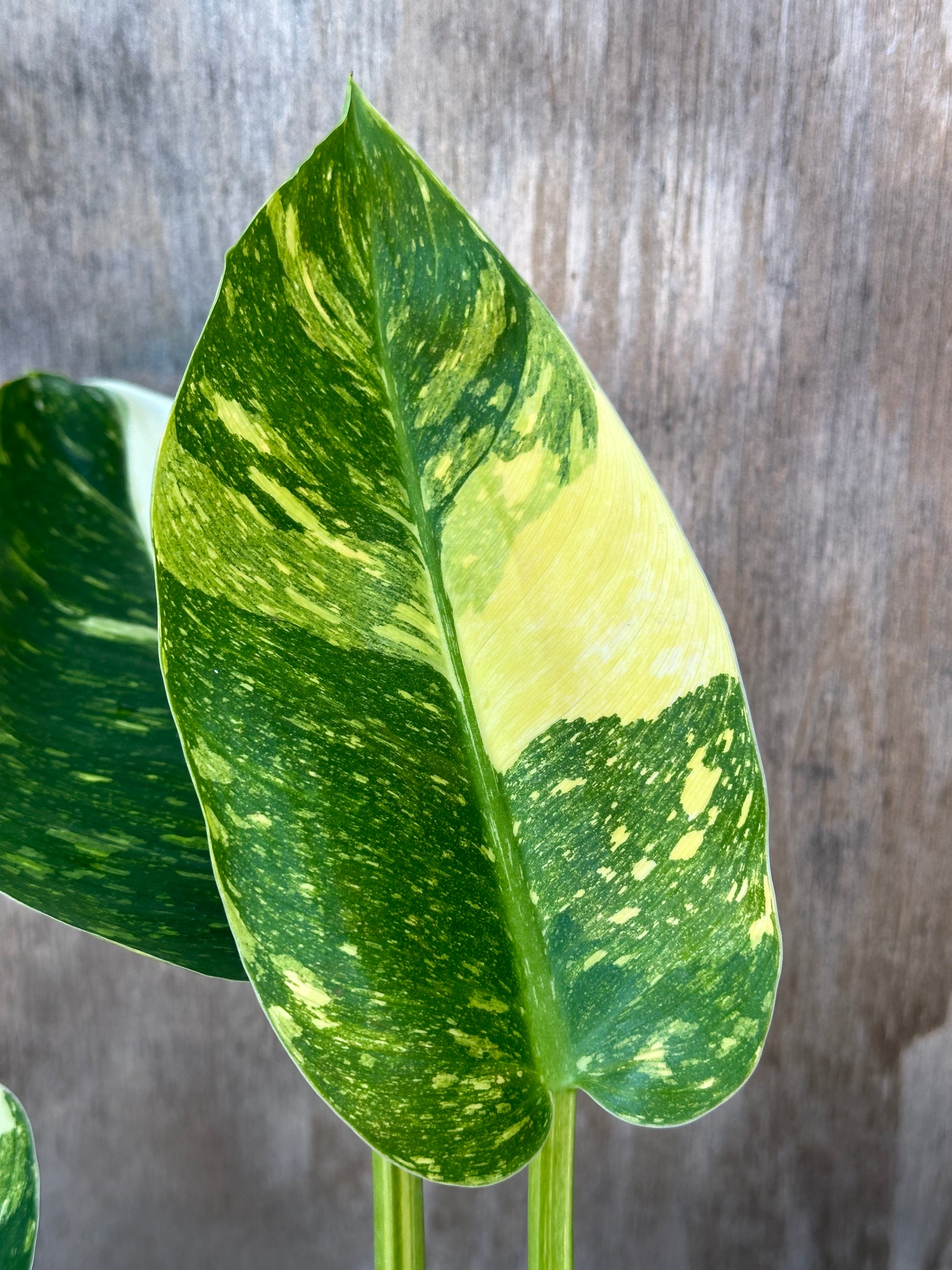 Philodendron Congo Hybrid 'Nuclear' Variegated in 4 pot, showcasing four fully rooted leaves with striking variegation, ideal for exotic plant enthusiasts.