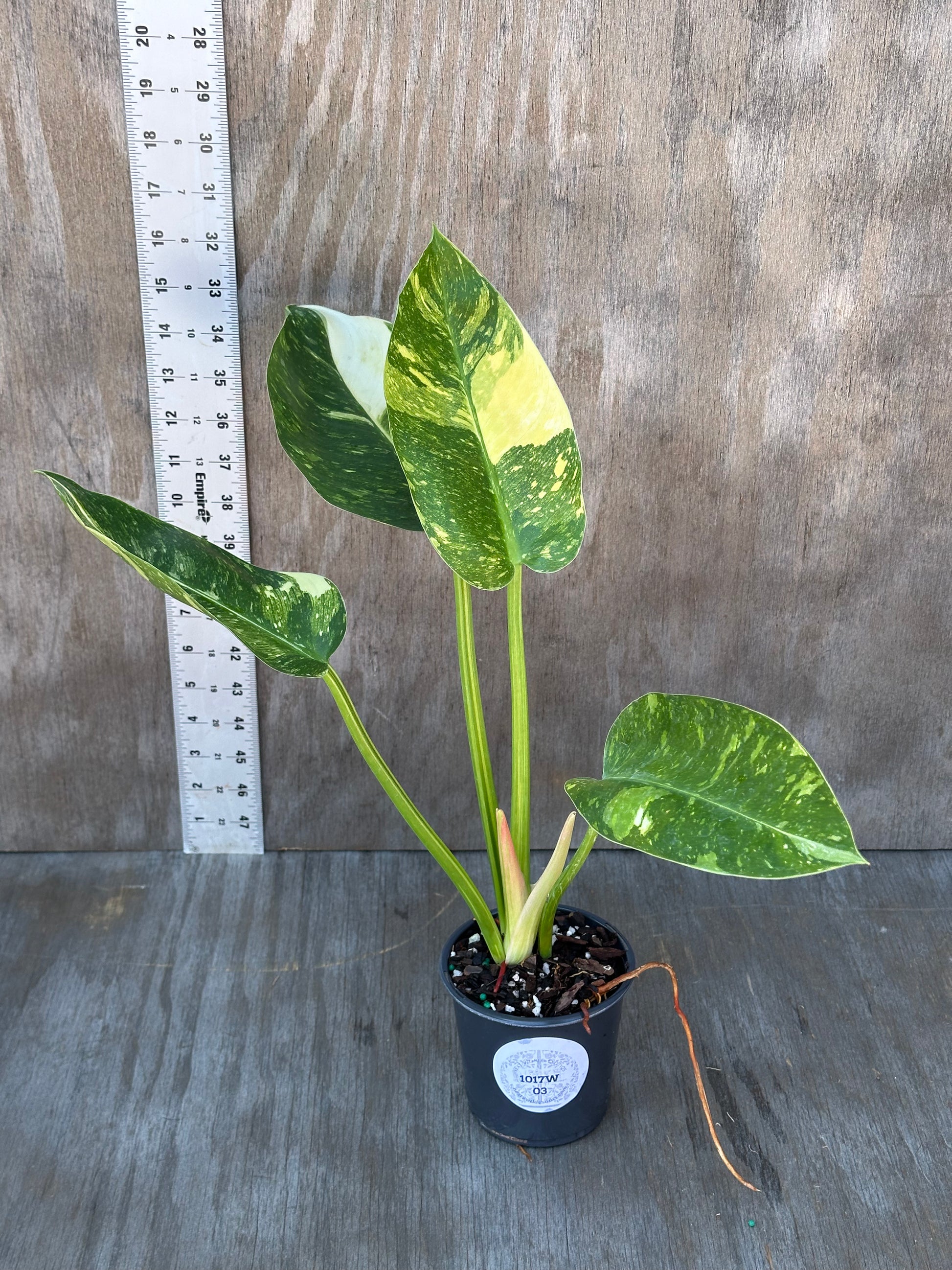 Philodendron Congo Hybrid 'Nuclear' Variegated, 4 pot, fully rooted with four beautifully variegated leaves, perfect for exotic houseplant enthusiasts.