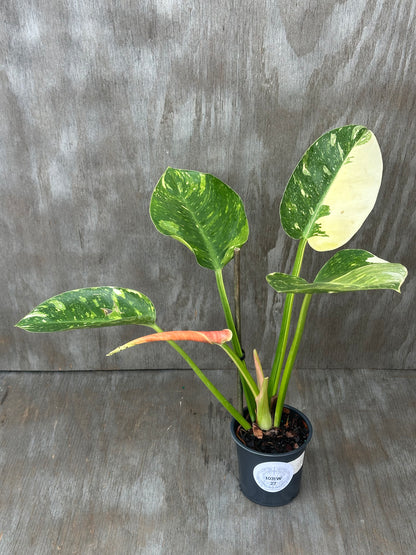 Philodendron Congo Hybrid 'Nuclear' Variegated in a 4 pot, featuring four fully rooted leaves with distinctive variegation. A rare tropical houseplant for collectors.