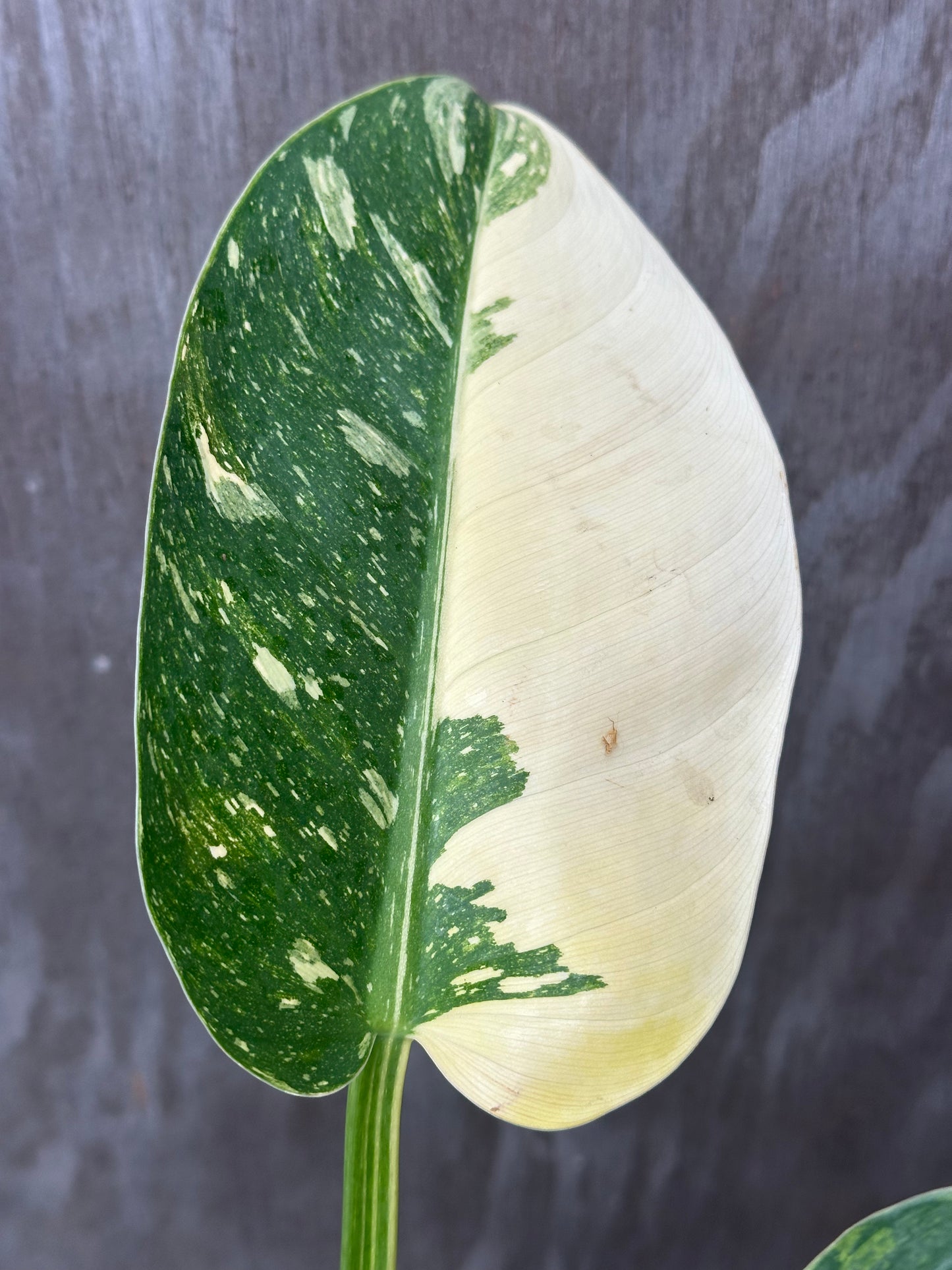 Philodendron 'Nuclear Congo' variegated, featuring four leaves, close-up highlights its lush foliage in a 4 pot, ideal for exotic houseplant collectors.