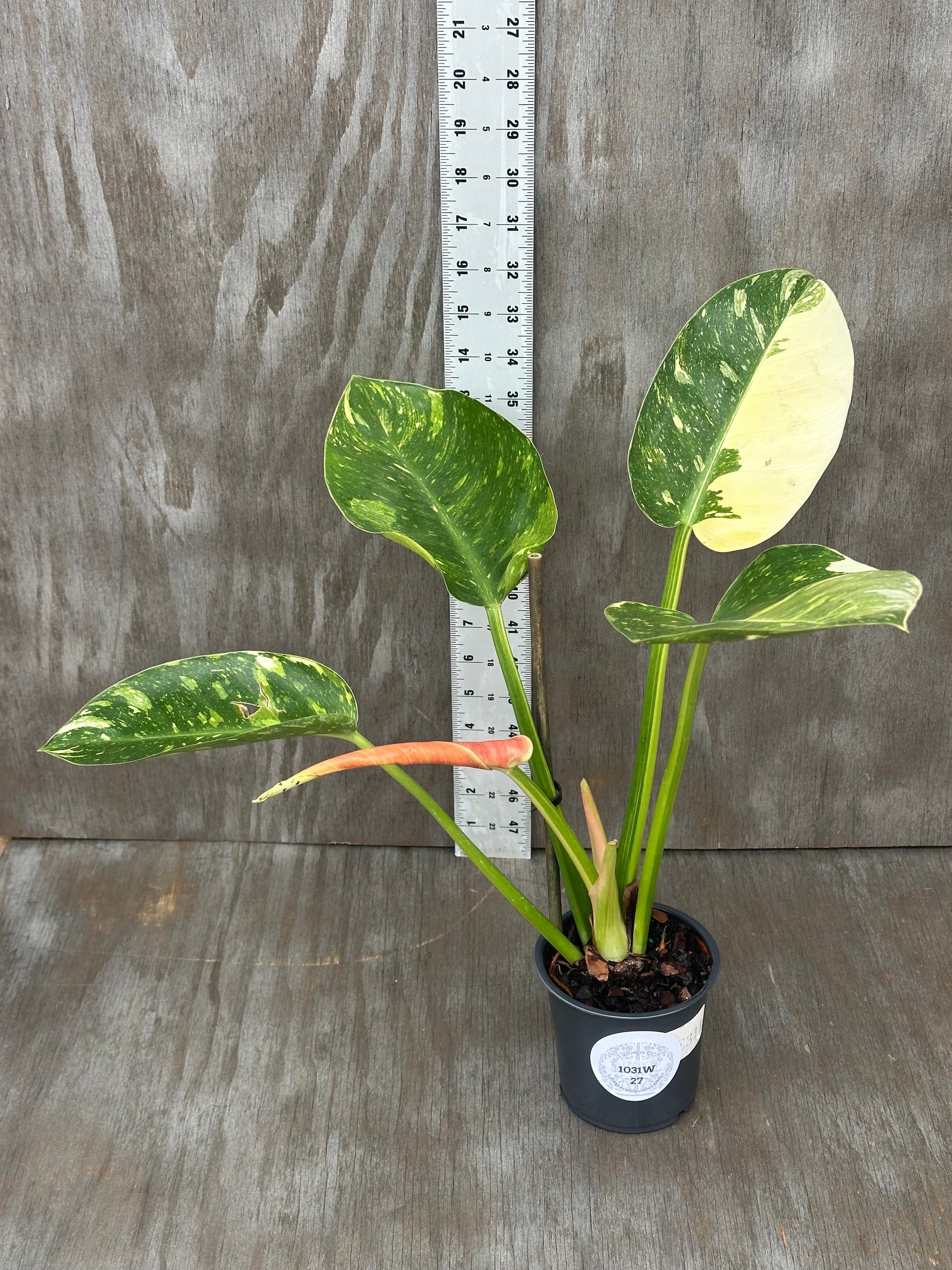 Philodendron Congo Hybrid 'Nuclear' Variegated in a 4 pot, showcasing four variegated leaves, positioned next to a ruler for size reference.