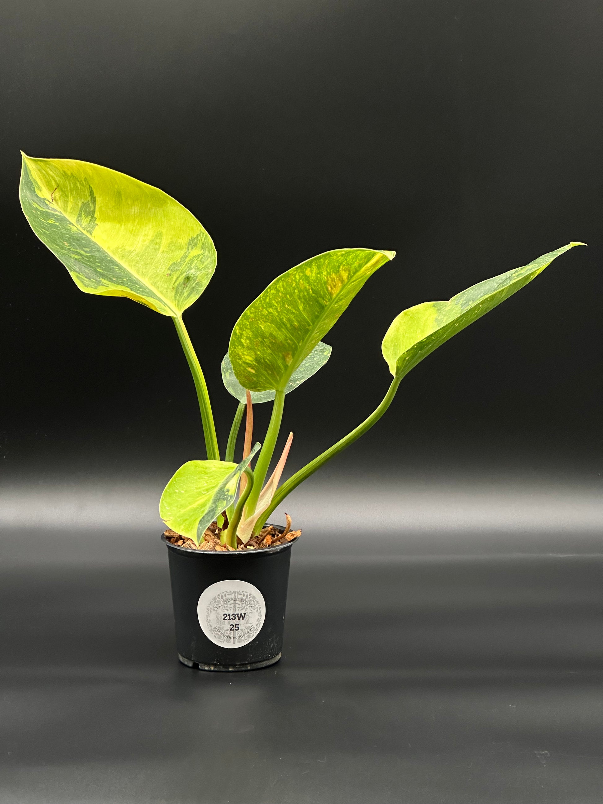 new philodendron hybrids Philodendron Congo Hybrid 'Nuclear' Variegated (213W25) – Next World Exotics