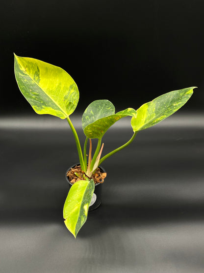 Philodendron Congo Hybrid 'Nuclear' Variegated plant in a 4-inch pot, showcasing lush green leaves. Ideal for exotic houseplant enthusiasts.