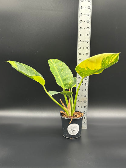 Philodendron Congo Hybrid 'Nuclear' Variegated (213W25) in a 4-inch pot, shown with a ruler for size reference, highlighting lush leaves and plant structure.