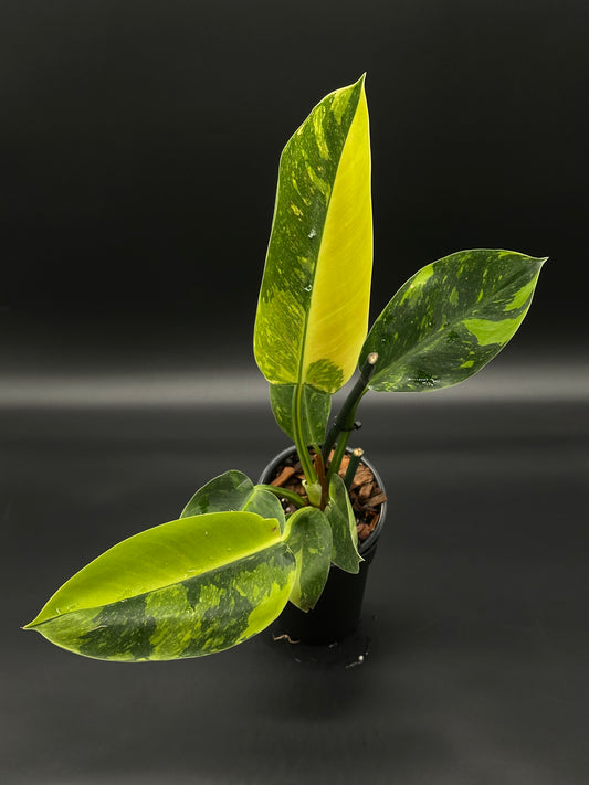 Philodendron Congo Hybrid 'Nuclear' Variegated in a 4-inch pot, showcasing lush, distinctively variegated foliage, ideal for collectors of exotic houseplants.