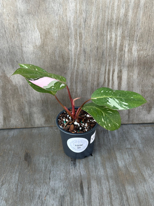 Philodendron 'Cotton Candy' (926W09) in a 4-inch pot, showcasing five variegated leaves with unique patterns.