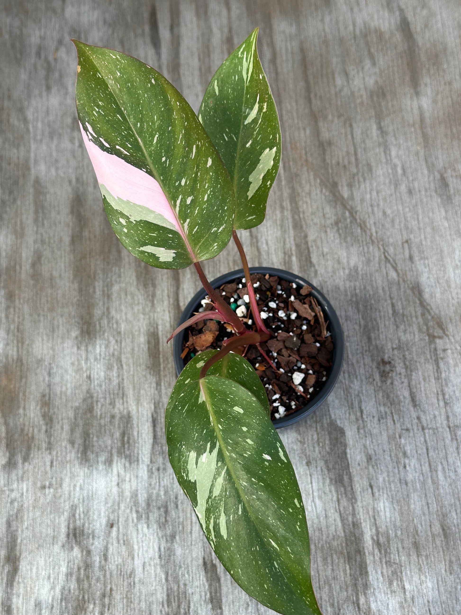 Philodendron 'Cotton Candy' (926W09) in a 4-inch pot, showcasing five distinct, variegated leaves with a vibrant mix of patterns.