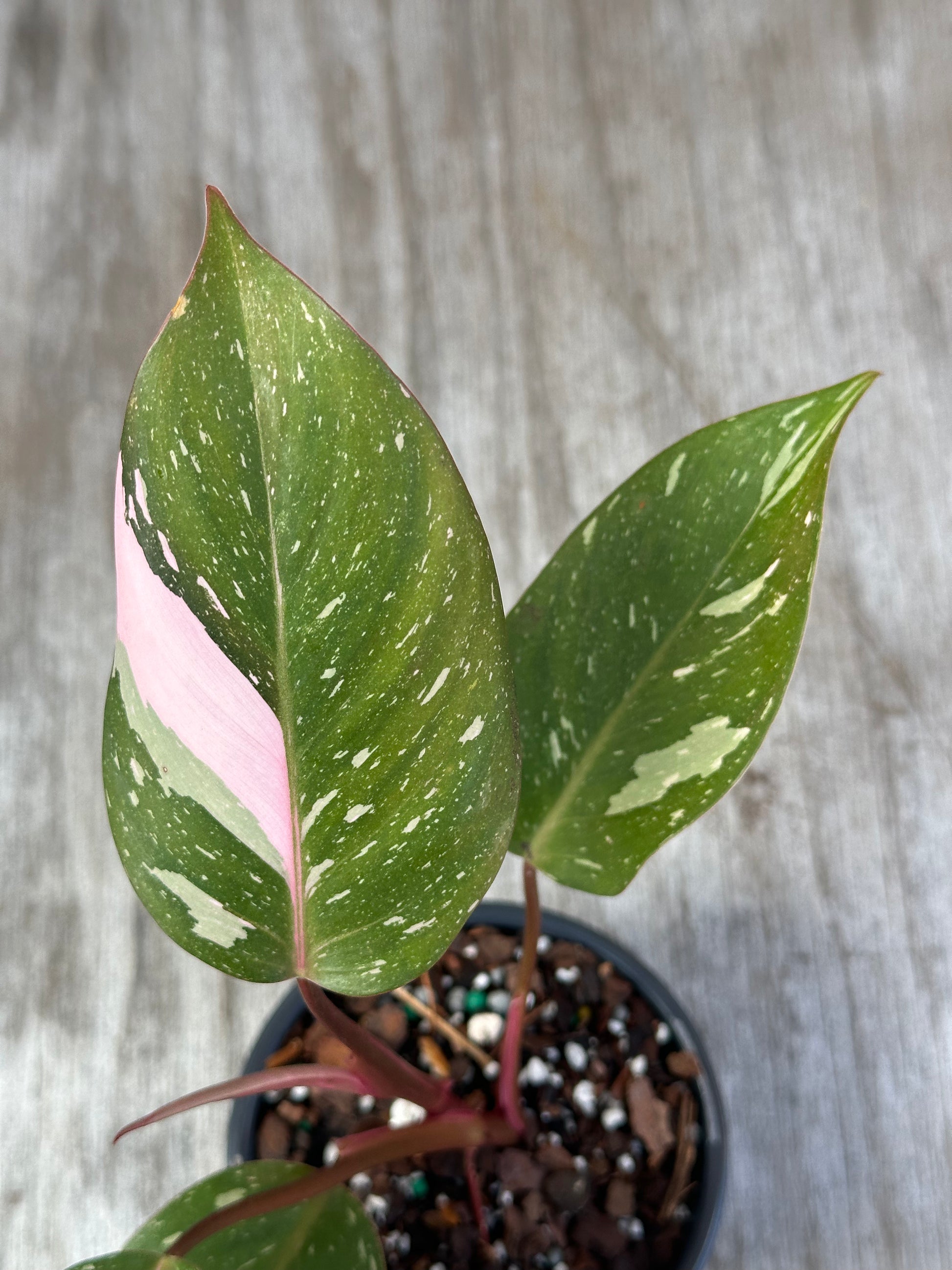 Philodendron 'Cotton Candy' (926W09) in a 4-inch pot, featuring five well-rooted leaves with distinct variegation patterns.