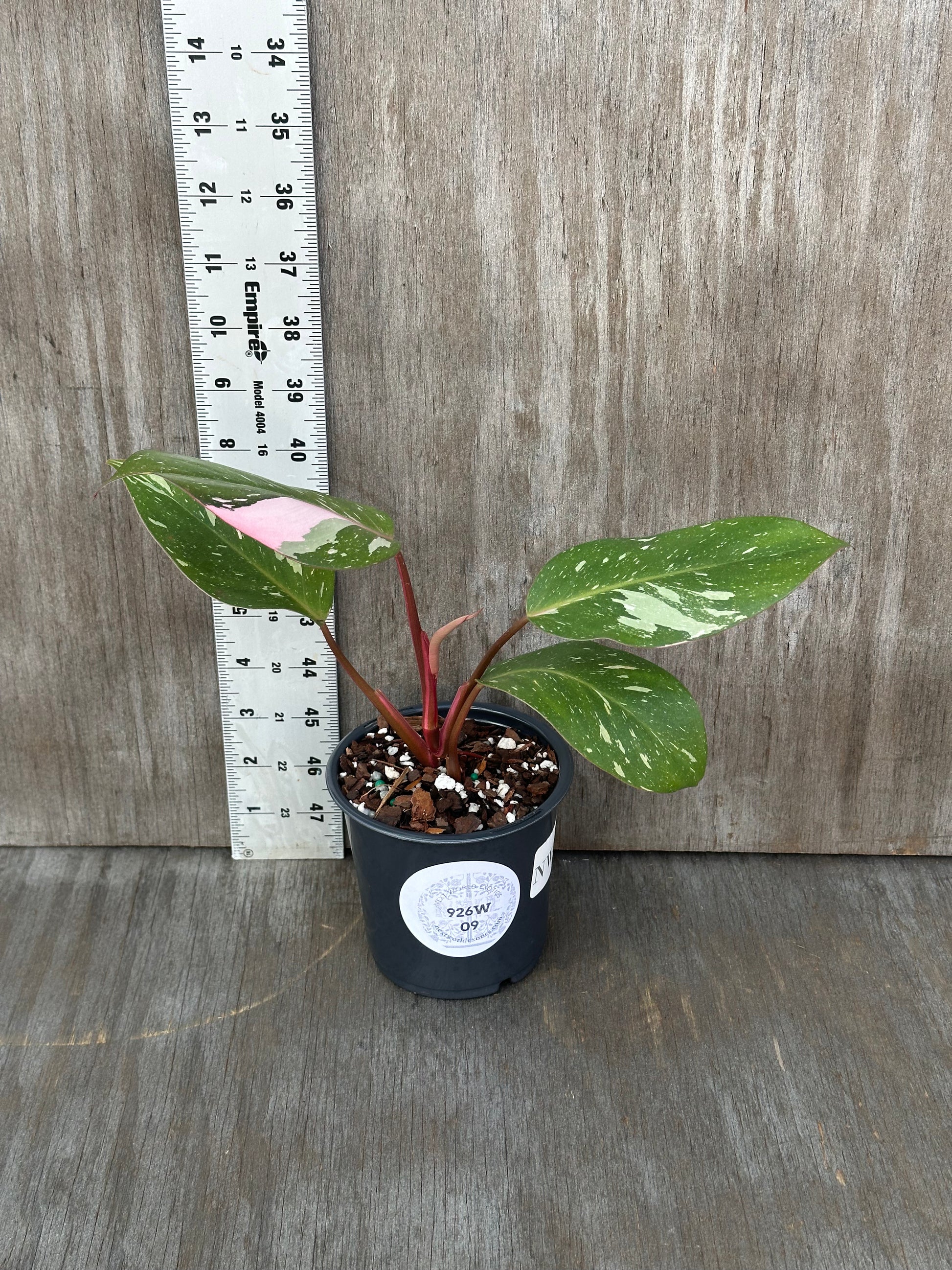 Philodendron 'Cotton Candy' (926W09) in a 4-inch pot with 5 variegated leaves, accompanied by a white ruler for scale.