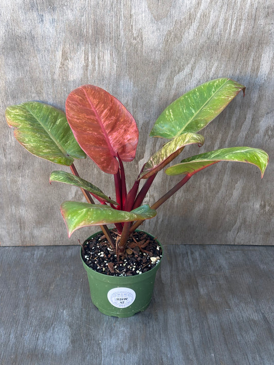 Philodendron cv. 'Sunny Delight' in a pot, showcasing vibrant variegated leaves, ideal for collectors of exotic houseplants from Next World Exotics.