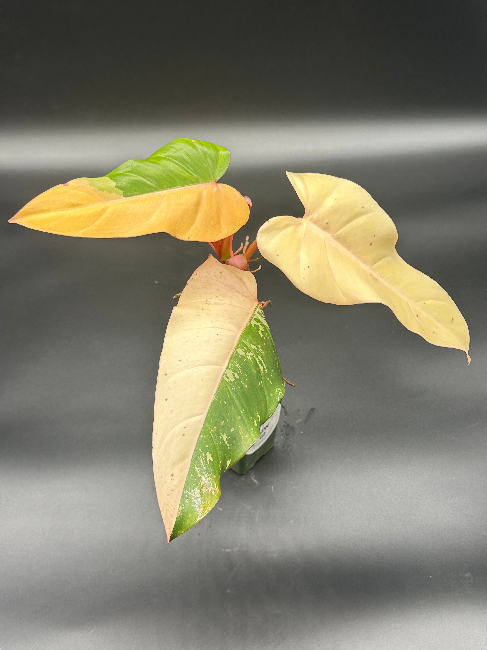 philodendron dark lord kaufen Philodendron 'Dark Lord' Variegated (313W02) – Next World Exotics