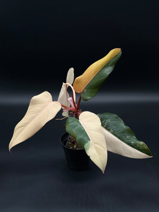 Philodendron 'Dark Lord' Variegated growing in a 4-inch pot, showcasing rare variegation. Ideal for collectors of exotic tropical houseplants.