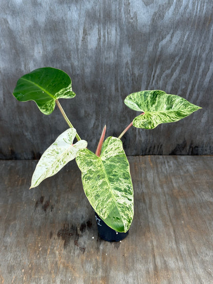 Philodendron Emerald Ice Variegated