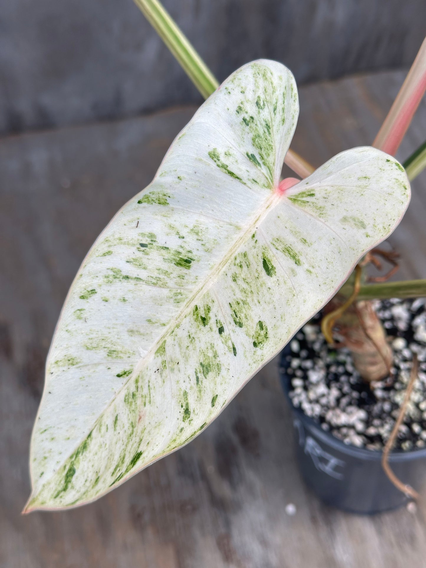Philodendron Emerald Ice Variegated