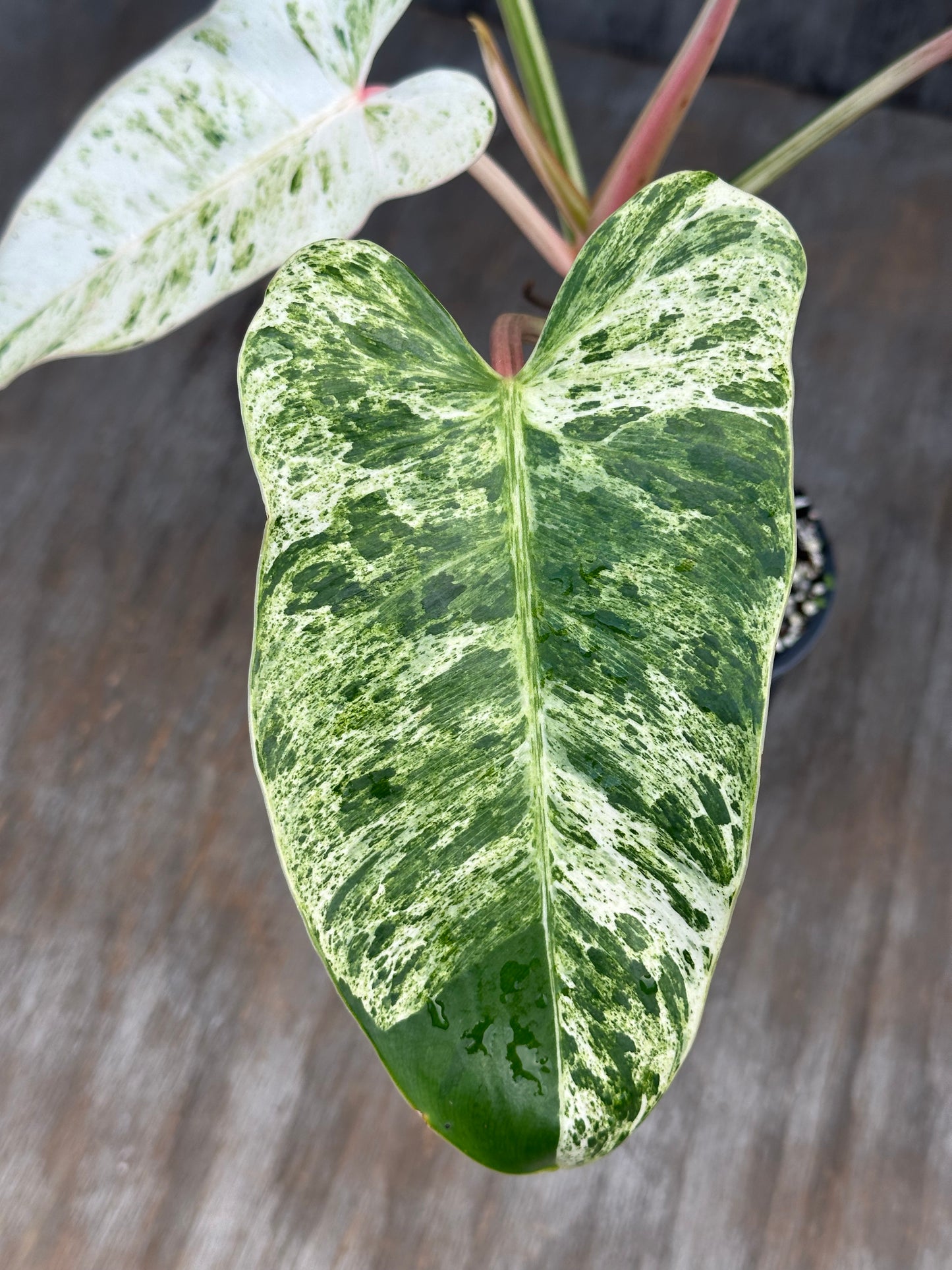 Philodendron Emerald Ice Variegated