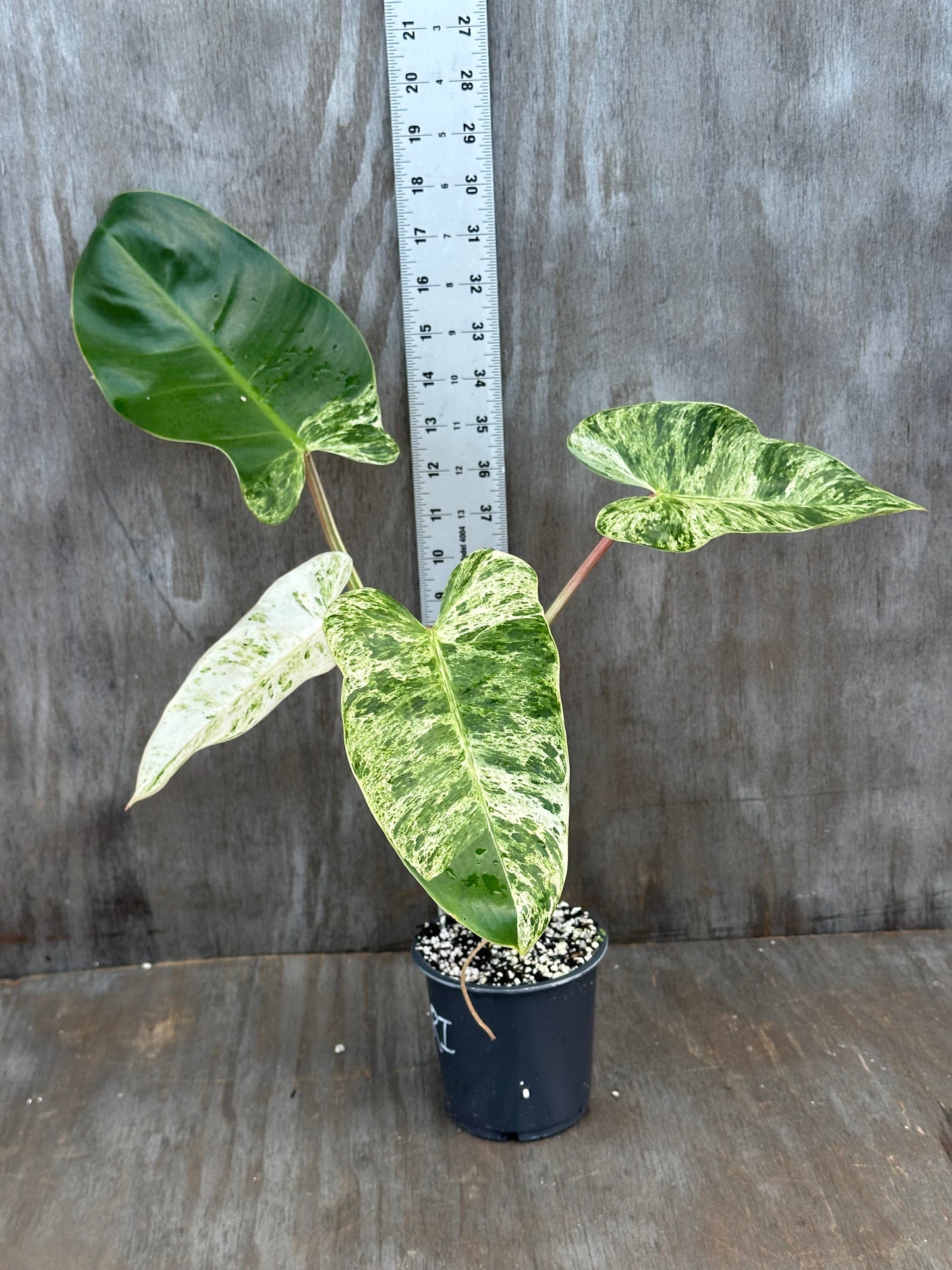 Philodendron Emerald Ice Variegated