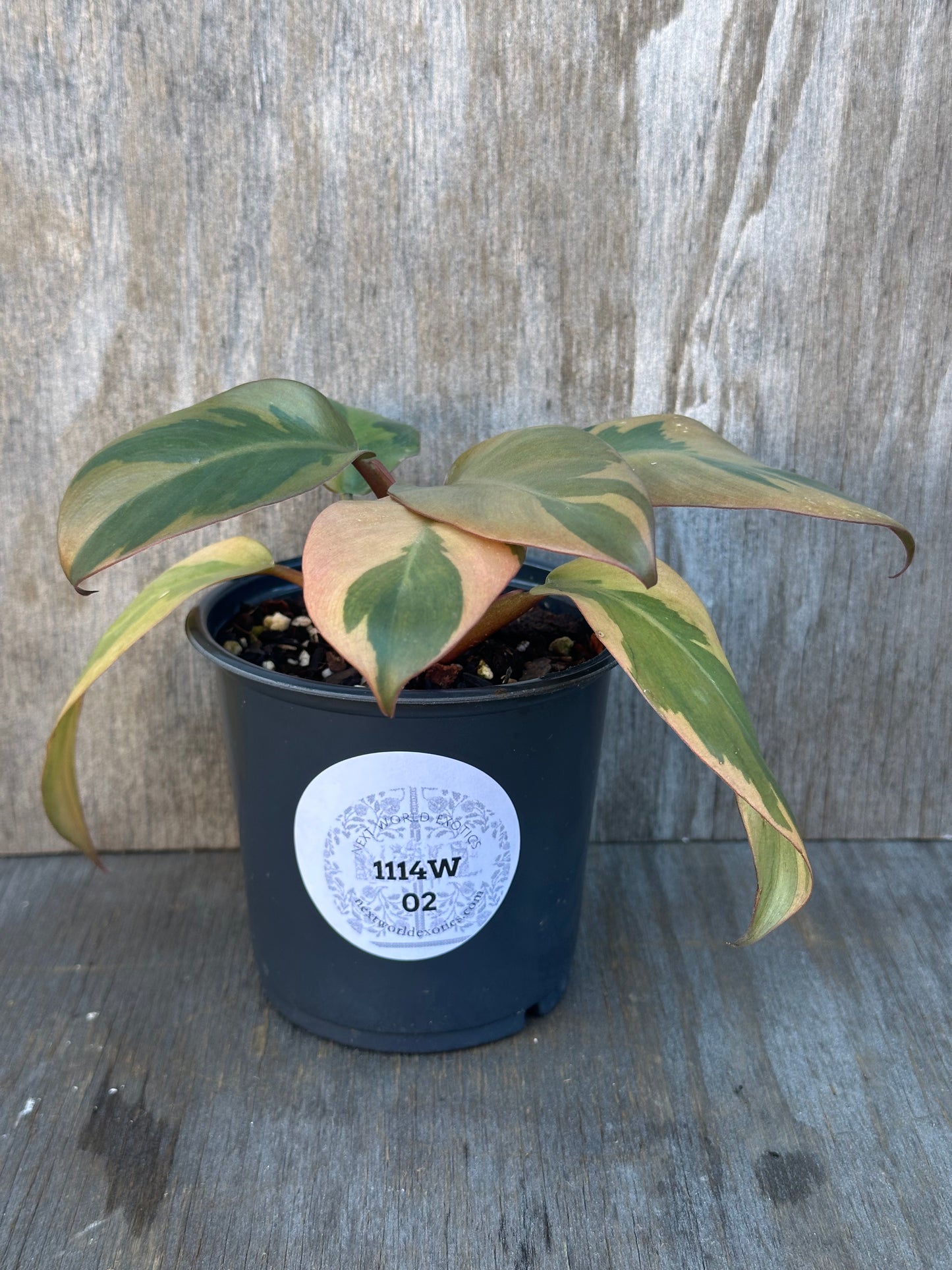 Philodendron Erubescens 'Black Cardinal' Variegated in a black pot with white label, showcasing distinctive variegated leaves, perfect for exotic houseplant enthusiasts.