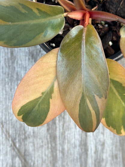 Philodendron erubescens 'Black Cardinal' Variegated in a 4-inch pot, showcasing close-up details of its unique leaf structure.