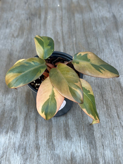 Philodendron Erubescens 'Black Cardinal' Variegated in a 4-inch pot, showcasing its vibrant green and yellow variegated leaves, ideal for exotic houseplant enthusiasts.